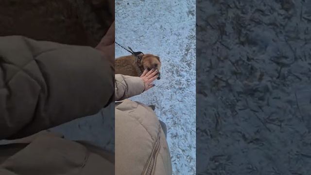 Встречают,любят