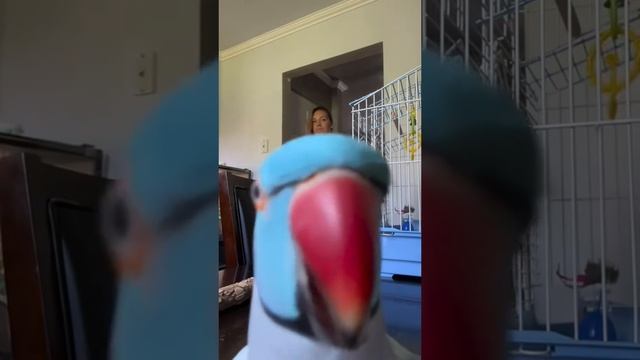 забавные попугайчики #shorts