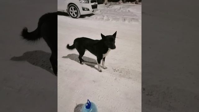 Возьмите собаку с улицы🙏😭. Город МУРМАНСК. ВСЁ В ОПИСАНИИ!!!