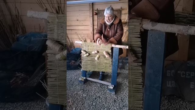 Жалюзи из sasa kurilensis