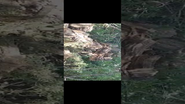 110.mp4