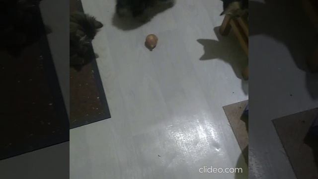 Курильские бобтейлы
