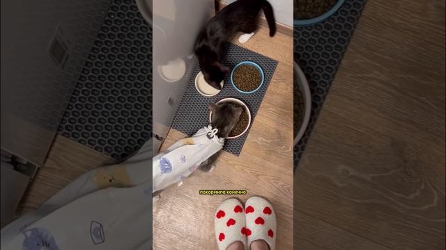 Что же ест фудблогер