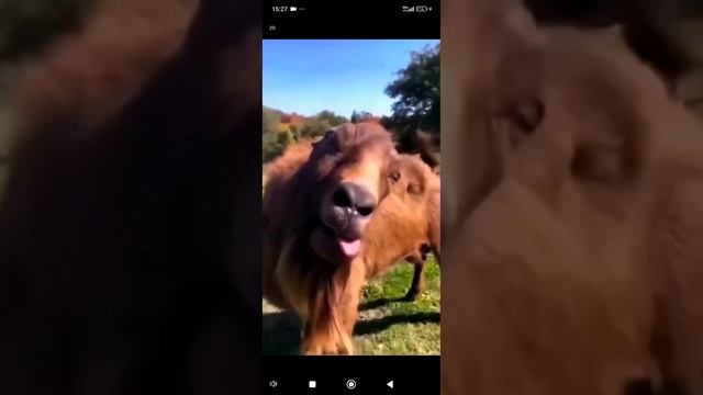 медленные гонки
.mp4