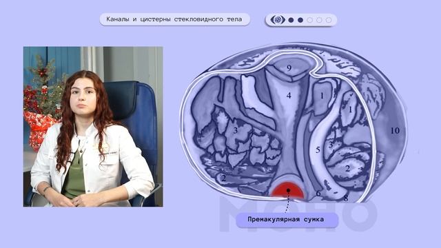 OphthalMONOgy. Стекловидное тело: строение, функции.