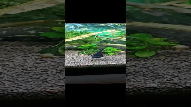 Моллинезия балон черный.mp4