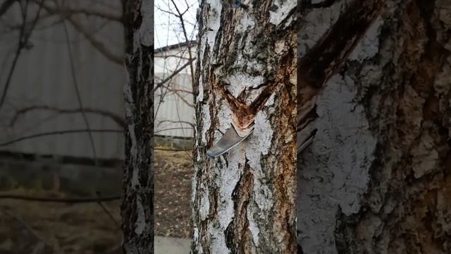 Берёзовый сок, как собрать? Простой способ.