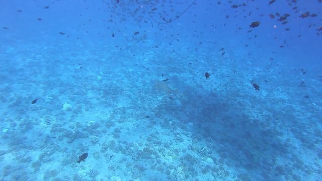 Sharks & Stingrays - Bora Bora Lagoon Service