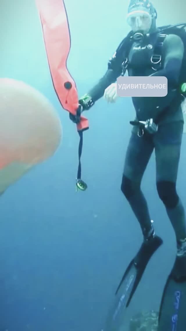 Водолаз нашел самое странное существо в океане.