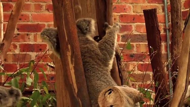 Коала...