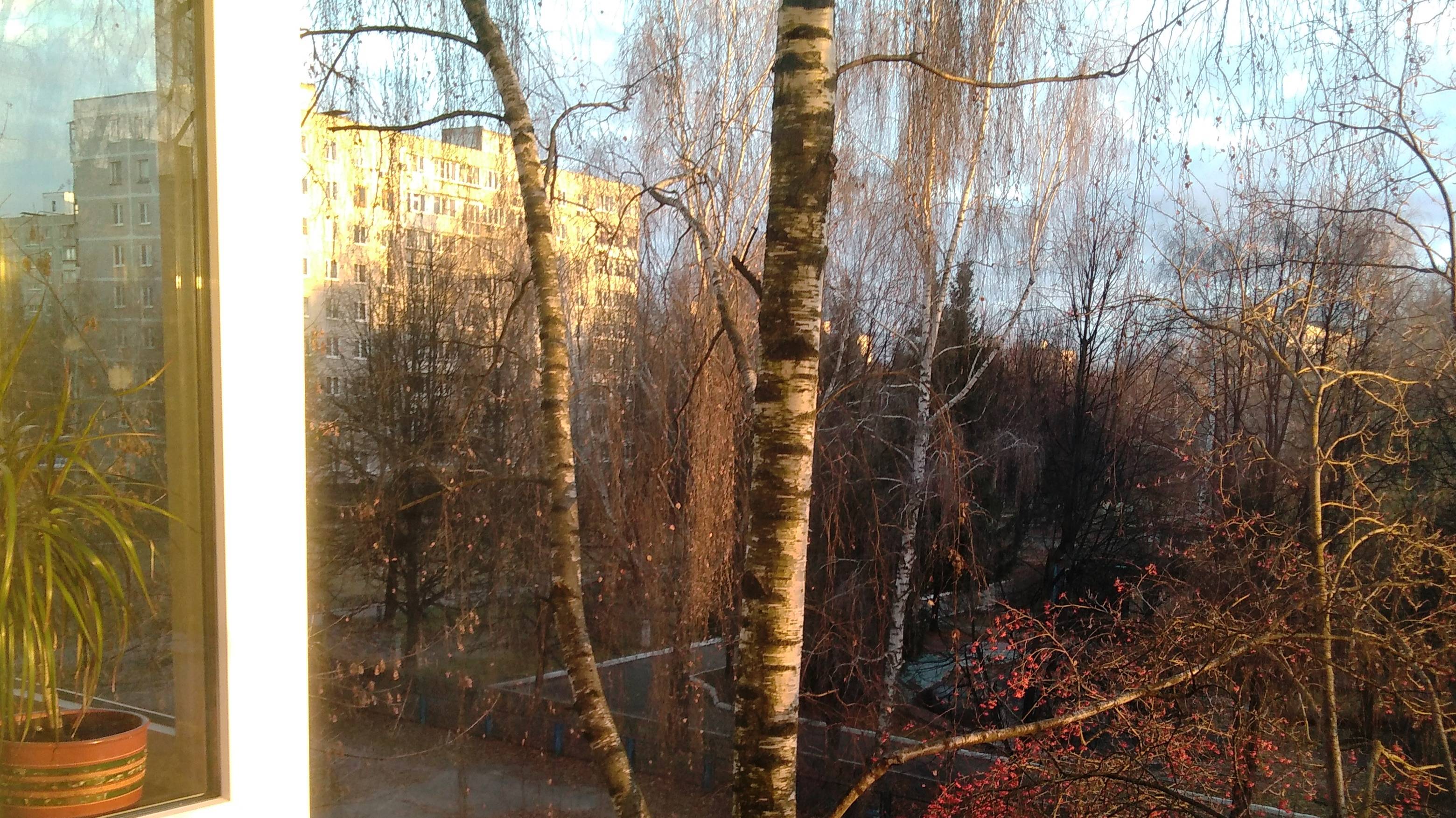 Про берёзу