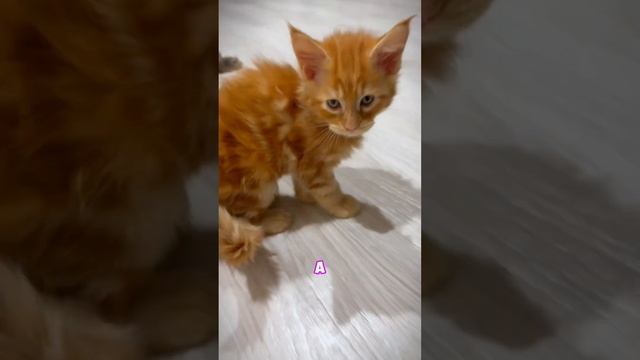Как встречают кошки ? #cats #мейнкун #котик #top #котята