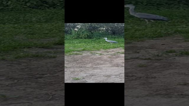 часть 2. цапля освобождена.
