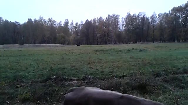 В нацпарке🐄🐮