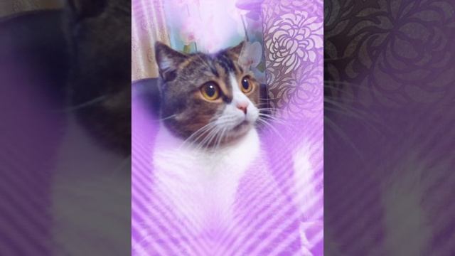 #мойсладкийкотик