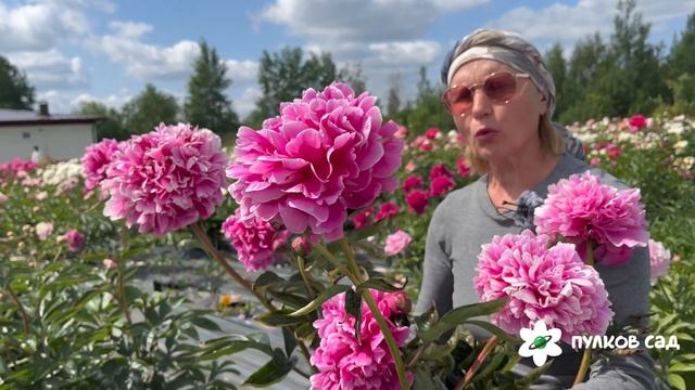 Лада пион. Пулков сад