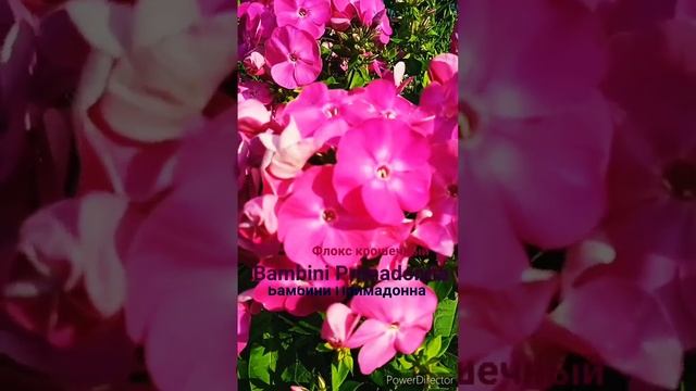 Миниатюрный долгоцветущий флокс Bambini Primadonna #сад  #flowers #garden #цветы   #shorts