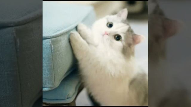 Милые котики😍😍😍