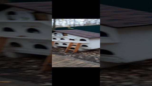 кошачий квартал в Зеленоградске