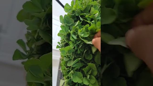 #gardening #vegitables  #backyardfarming  Fresh fenugreek leaves 🍃 from my backyard garden