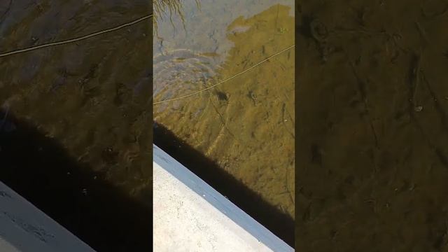 Мой окунь на реке Орлик