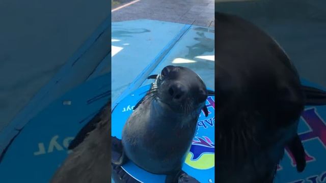 Знакомство с Плюшкой и Паштетом