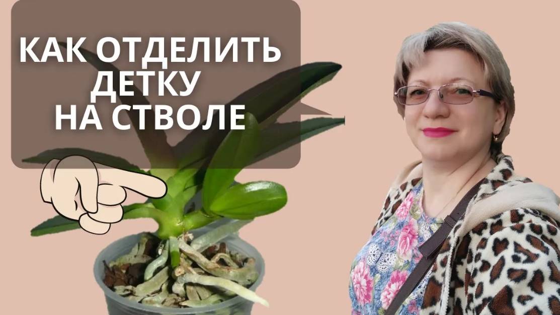 КАК ОТДЕЛИТЬ ДЕТКУ НА СТВОЛЕ | Орхидея фаленопсис
