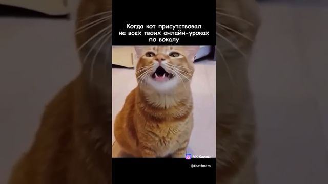 Коты - это тоже человеки #кот #котики #вокал Кот поёт #певец