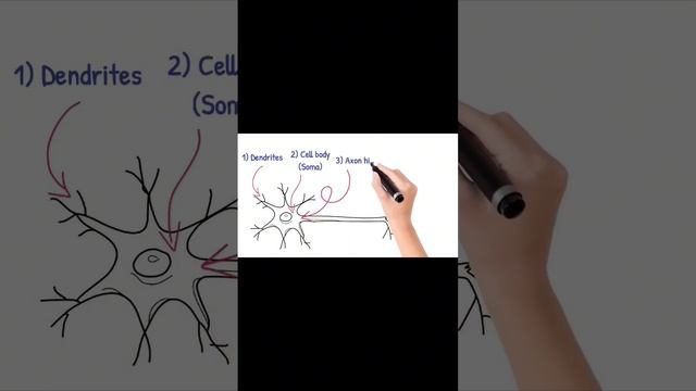 Neuronal cell structure / Dendrites, cell body, axons and axon terminal شرح لمادة الفيسيولوجي