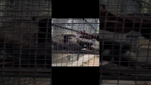 Забавные истории обезьян