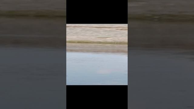 Цапля