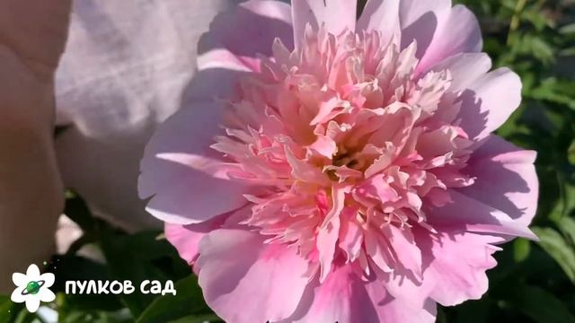 Heidi peony. Хейди пион. Пулков сад