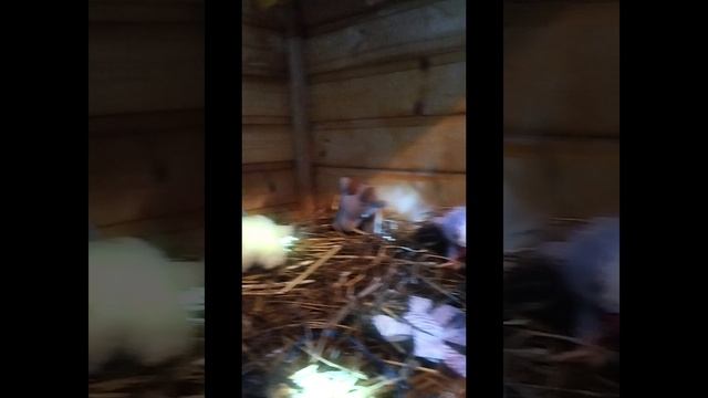 1000013604.mp4 С Рождеством Христовым !!!