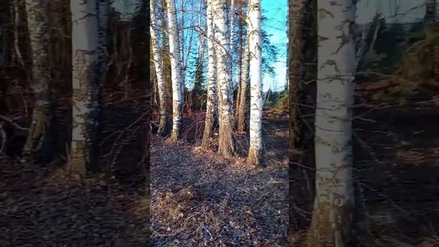 Съездили за берëзовым соком прогулялся по речке.