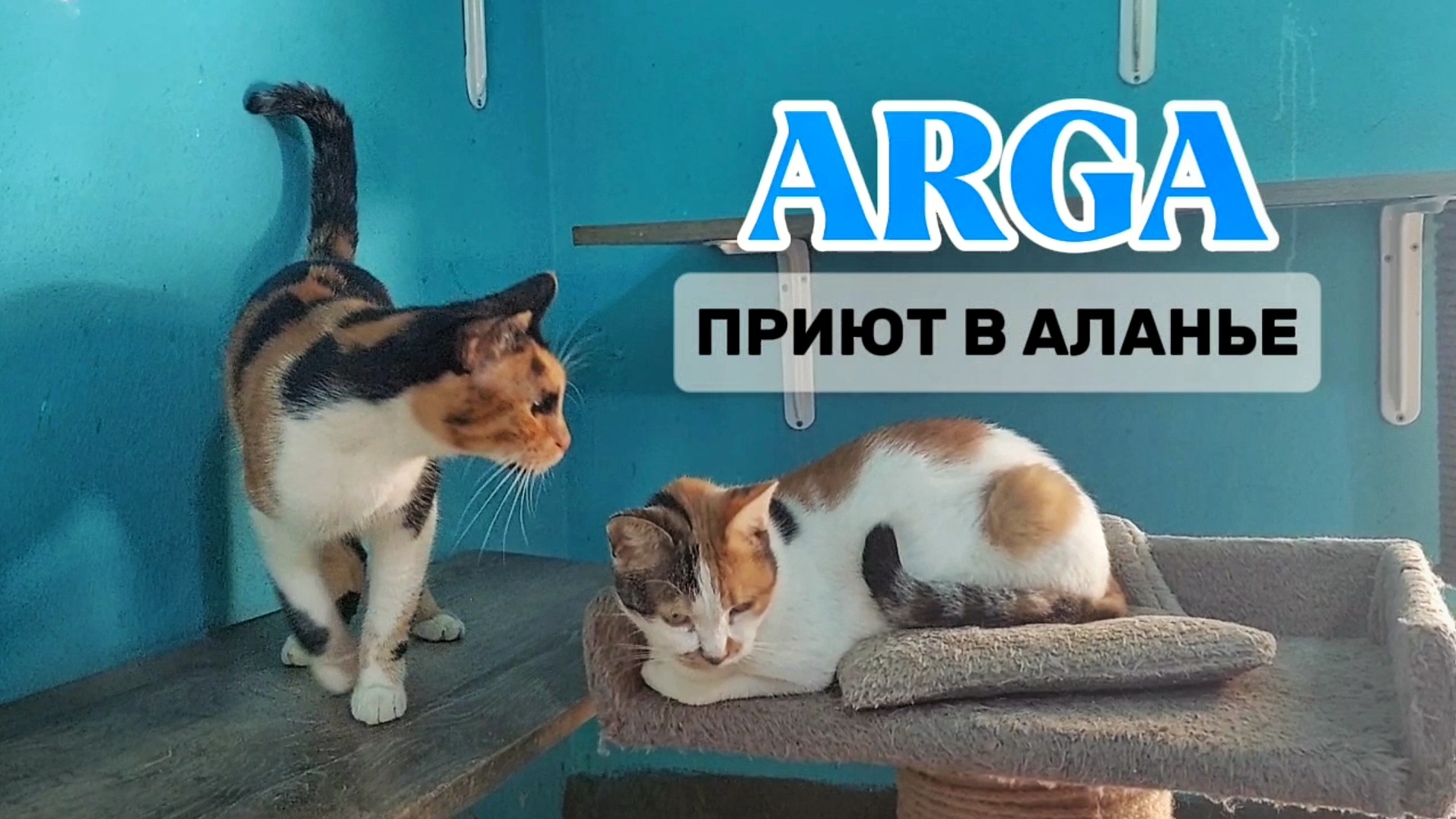 Приют для бездомных животных в Аланье #кошки #турция #аланья #собаки #помощь #добро #влог #коты