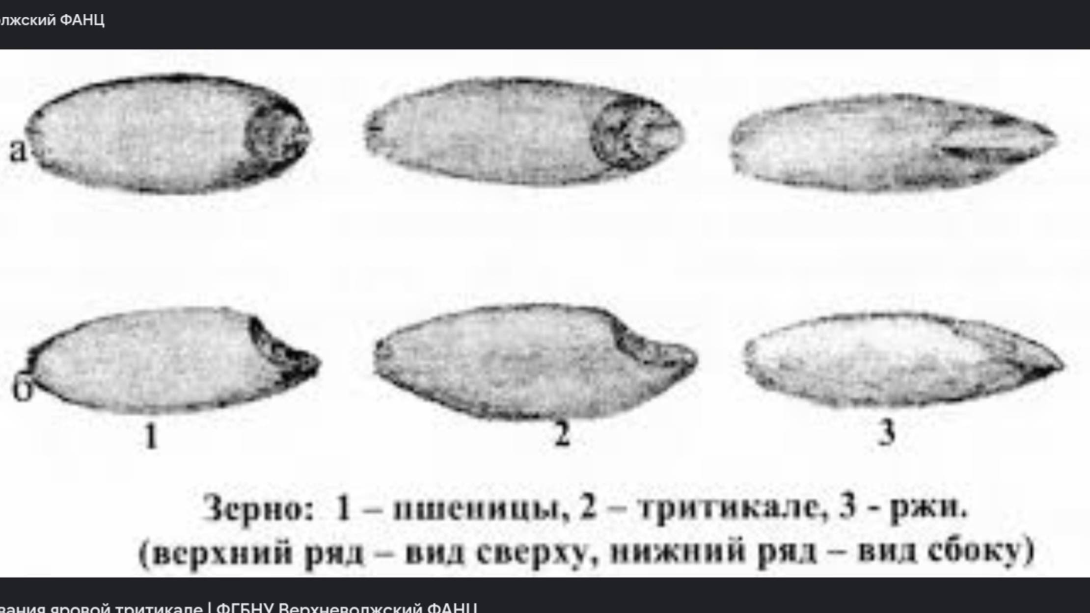 Микрозелень для кутьи
07.01.   2025г