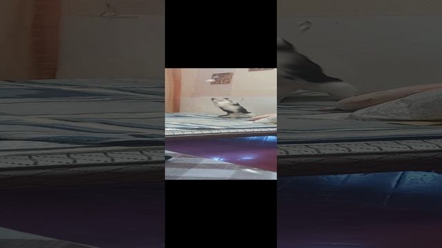 КотПрыгуН