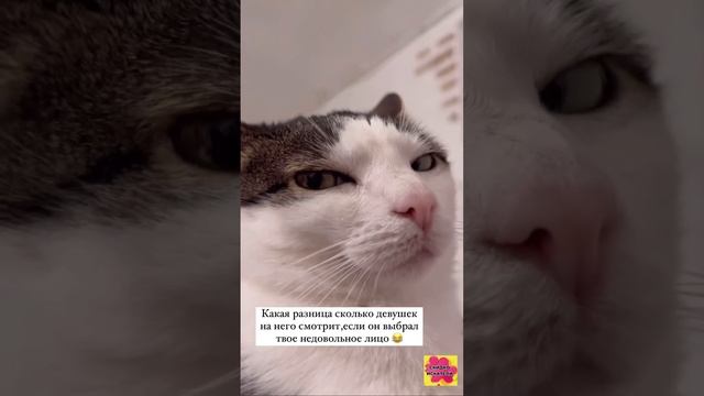 Жиза 🤪
