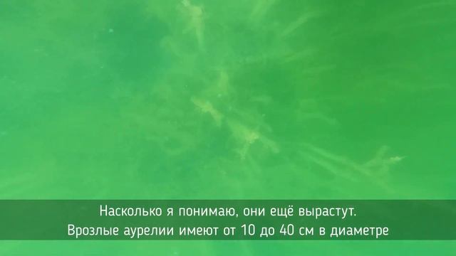 Медузы аурелии в Савском озере. Ада Циганлия, Белград
