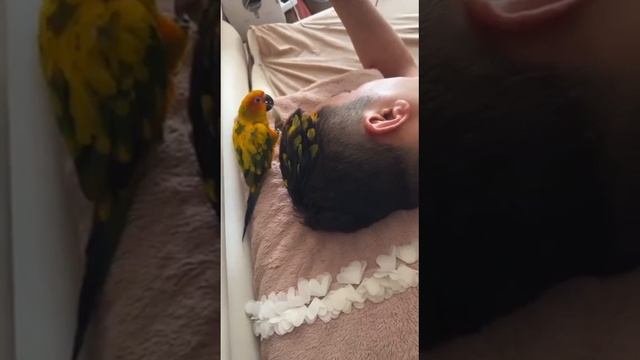 Попугайчик украшает хозяина