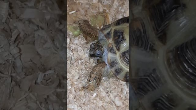 кто закрыл хомячков! #1