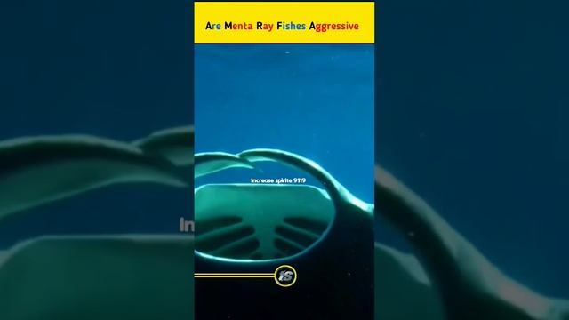 Facts About Manta Ray Fish( मेंटा रे मछली) || #shorts #facts #Menta Ray Fish ||
