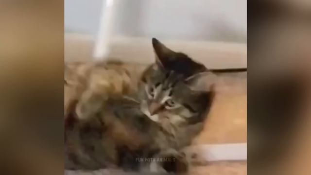Самые смешные животные 😂 Приколы с котами и собаками