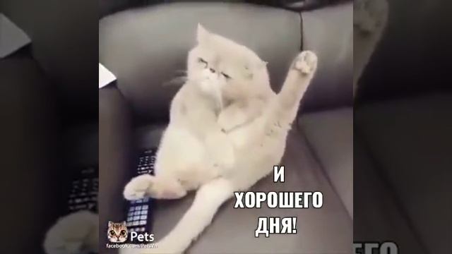 Кот дело поет