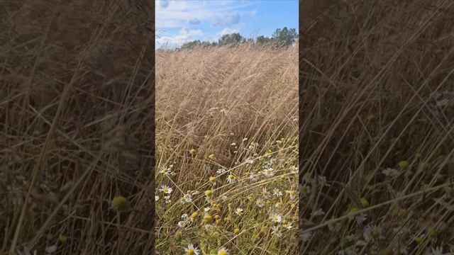 Беларусь, Белоруссия