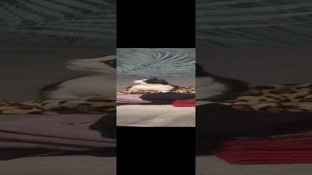 КотЭ