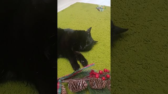 Мы возвращаемся к съёмкам!😸🎄🎅 | Симка и Алиса Rutube😸🎄