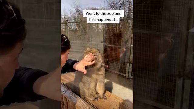 Bro was not expecting that 🤣 #calmdown #zoo #monkey #magictrick #memes