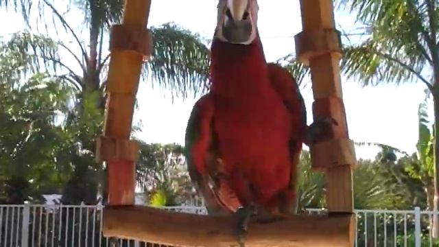 Paprika The Green Wing Parrot Part III