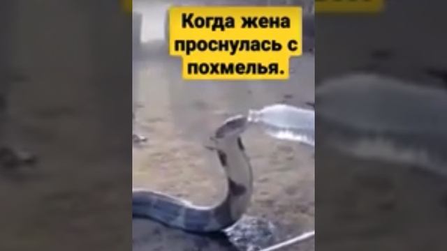 Юмор 2025, приколы 2025